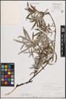 Foto von Salix eleagnos subsp. eleagnos Scop.
